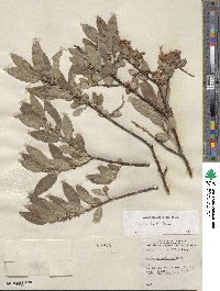 Salix boothii image