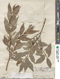 Salix boothii image