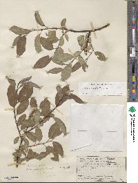 Salix boothii image