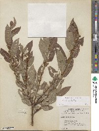 Salix boothii image