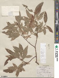 Salix boothii image