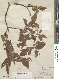 Salix boothii image