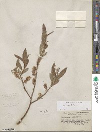 Salix boothii image