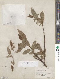 Salix boothii image