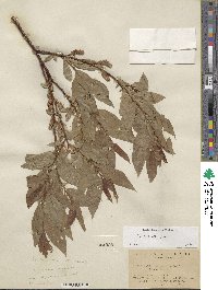 Salix boothii image