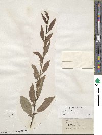 Salix boothii image