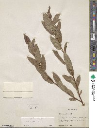 Salix boothii image