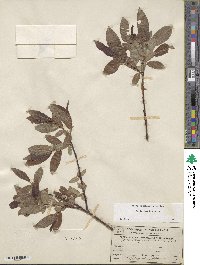 Salix boothii image