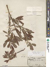 Salix boothii image