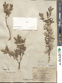 Salix brachycarpa image