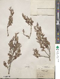 Salix brachycarpa image