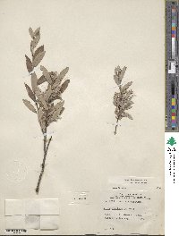 Salix brachycarpa image