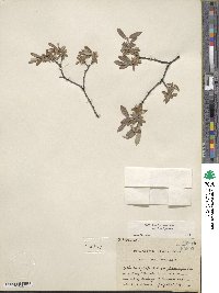 Salix brachycarpa image