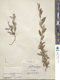 Salix brachycarpa image