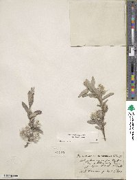 Salix brachycarpa image