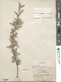 Salix brachycarpa image