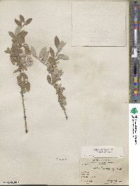 Salix brachycarpa image