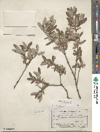 Salix brachycarpa image