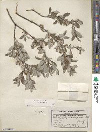 Salix brachycarpa image