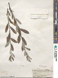 Salix brachycarpa image