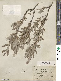 Salix brachycarpa image