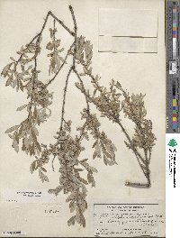 Salix brachycarpa image