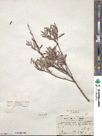 Salix brachycarpa image