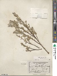 Salix brachycarpa image