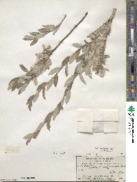 Salix brachycarpa image