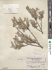 Salix brachycarpa image