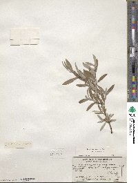 Salix brachycarpa image