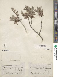 Salix brachycarpa image