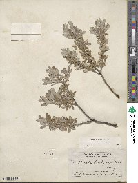 Salix brachycarpa image