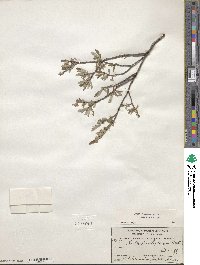 Salix brachycarpa image