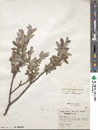 Salix brachycarpa image