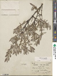 Salix brachycarpa image