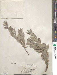 Salix brachycarpa image