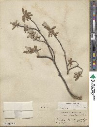 Salix brachycarpa image