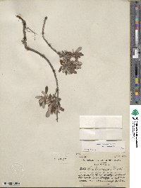 Salix brachycarpa image