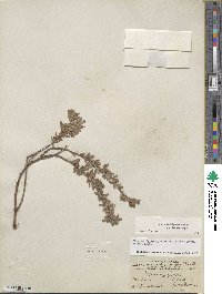 Salix brachycarpa image