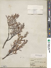 Salix brachycarpa image