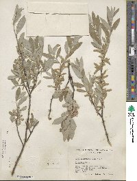 Salix brachycarpa image