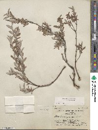 Salix brachycarpa image