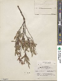 Salix brachycarpa image