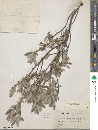 Salix brachycarpa image