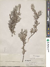 Salix brachycarpa image