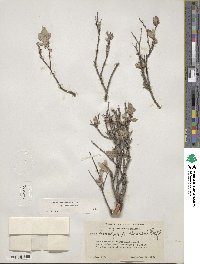 Salix brachycarpa image