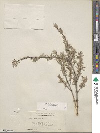 Salix brachycarpa image