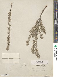 Salix brachycarpa image