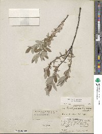 Salix brachycarpa image